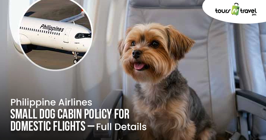 Philippine Airlines Small Dog Cabin Policy for Domestic Flights – Full Details