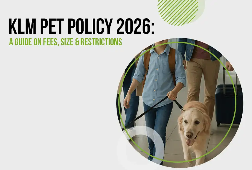 KLM Pet Policy 2026 A Guide on Fees, Size & Restrictions