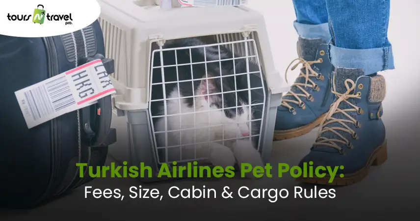 Turkish Airlines Pet Policy: Fees, Size, Cabin & Cargo Rules